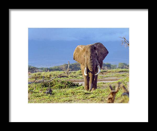 Kenya Framed Print featuring the photograph Kenya Bull Elephant by Phil And Karen Rispin