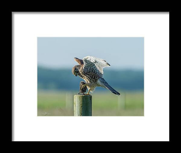 Kestrel's Landing Framed Print featuring the photograph Kestrels landing with the prey on the roundpole by Torbjorn Swenelius