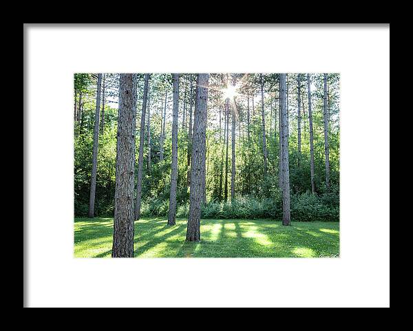 Kettle Moraine Trees Framed Print featuring the photograph Kettle Moraine Trees by GLENN Mohs