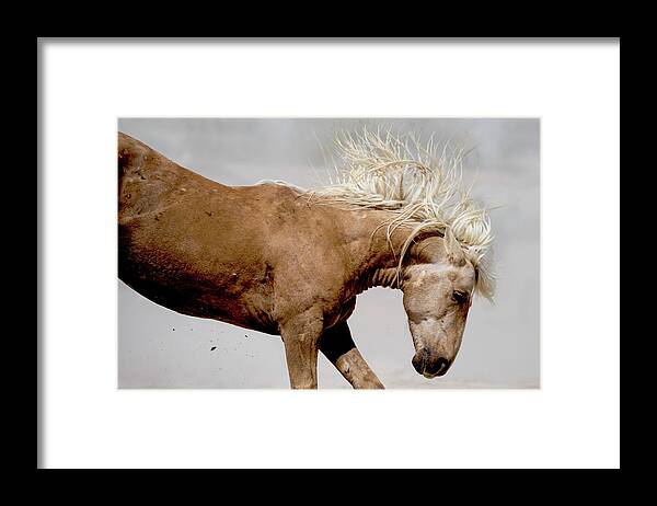 Wild Horse Framed Print featuring the photograph Kick by Mary Hone