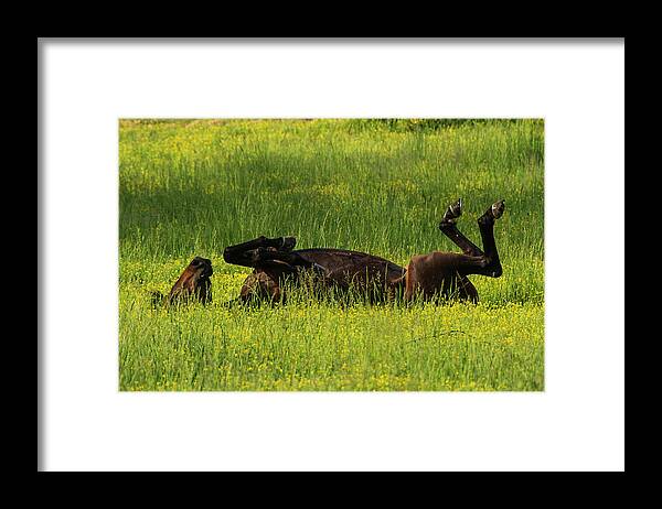 Great Smoky Mountains National Park Framed Print featuring the photograph Kick Up Your Feet by Melissa Southern