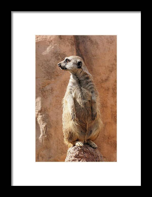 Alert Framed Print featuring the photograph Meerkat On Guard Duty by Tom Potter
