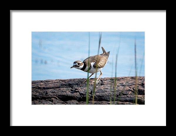 Killdeer Framed Print featuring the photograph Killdeer Lookout by Mike Mcquade
