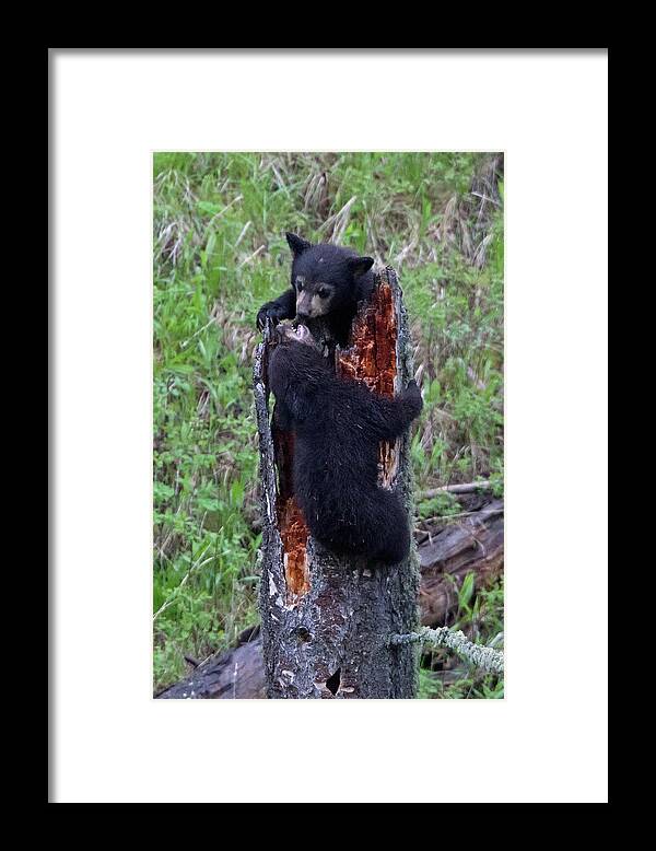 Bear Cubs Framed Print featuring the photograph King of the Stump Black Bear Cub Game by Natural Focal Point Photography