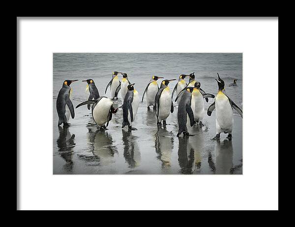 King Penguin Framed Print featuring the photograph King Penguins of South Georgia by Makiko Ishihara