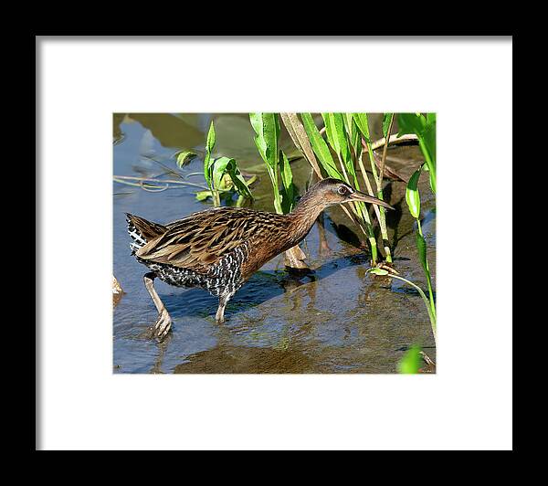 Nature Framed Print featuring the photograph King Rail DMSB0238 by Gerry Gantt