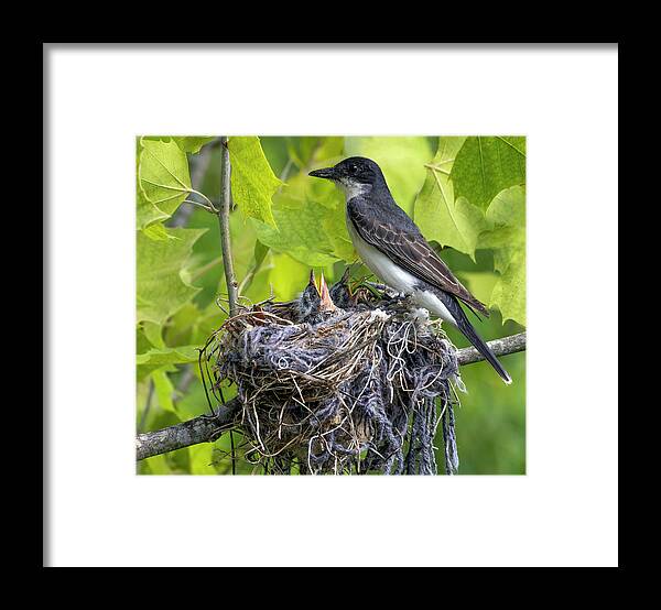 Bird Framed Print featuring the photograph Kingbird Nest by Art Cole