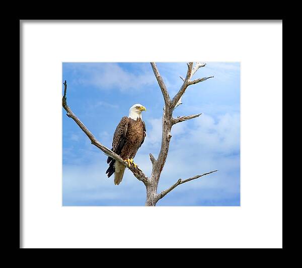 Eagle Framed Print featuring the photograph Kingdom of the Eagle by Mark Andrew Thomas