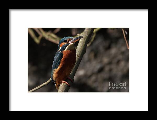 Nature Framed Print featuring the photograph Kingfisher gaze by Stephen Melia