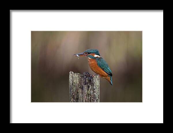 Kingfisher Framed Print featuring the photograph Kingfisher With Fish by Pete Walkden