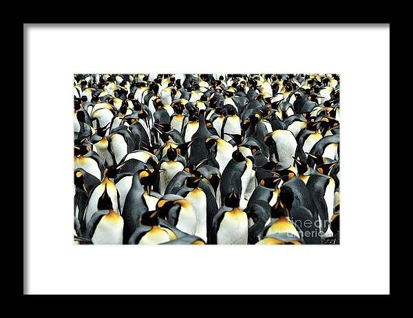 Penguins Framed Print featuring the photograph Kings of the Falklands by Darcy Dietrich