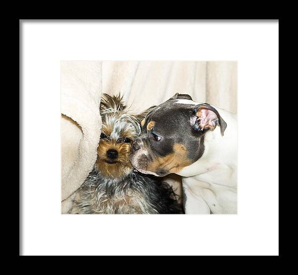 Pets Framed Print featuring the photograph Kissing Puppies by DACowley
