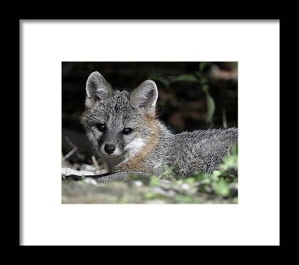 Kit Fox Framed Print featuring the photograph Kit Fox1 by Torie Tiffany
