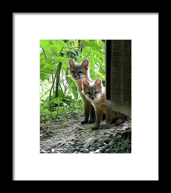 Kit Fox Framed Print featuring the photograph Kit Fox16 by Torie Tiffany
