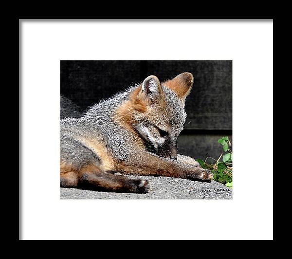Kit Fox Framed Print featuring the photograph Kit Fox8 by Torie Tiffany