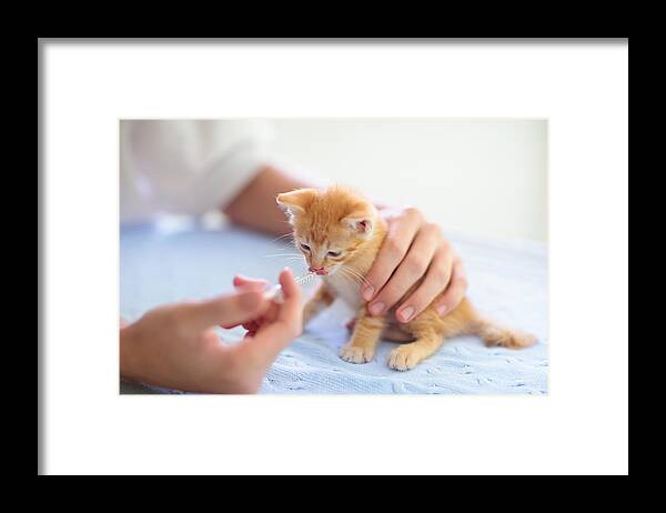 People Framed Print featuring the photograph Kitten at vet clinic. Cat vaccination at doctor. by FamVeld