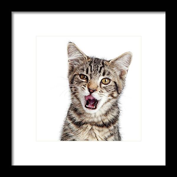 Adorable Framed Print featuring the photograph Kitten Hungry Mouth Open Wide by Good Focused