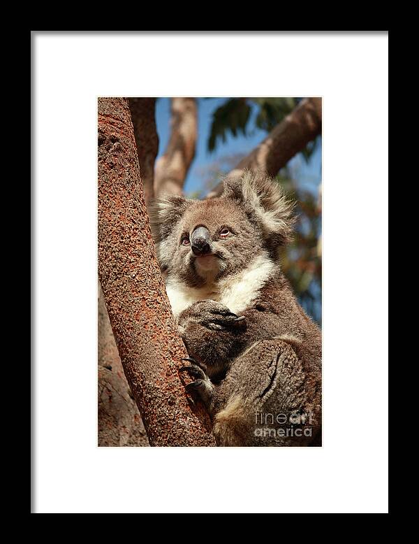 Animal Framed Print featuring the photograph Koala by Elaine Teague