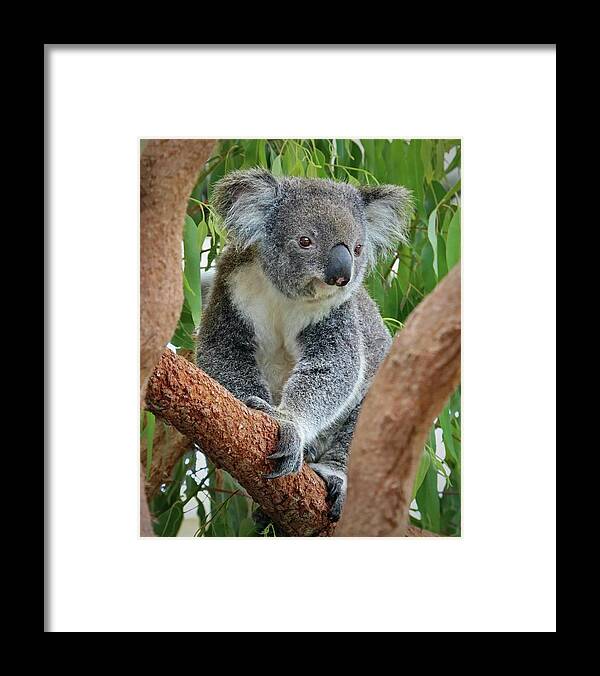 Koala Framed Print featuring the photograph Koala by Sarah Lilja