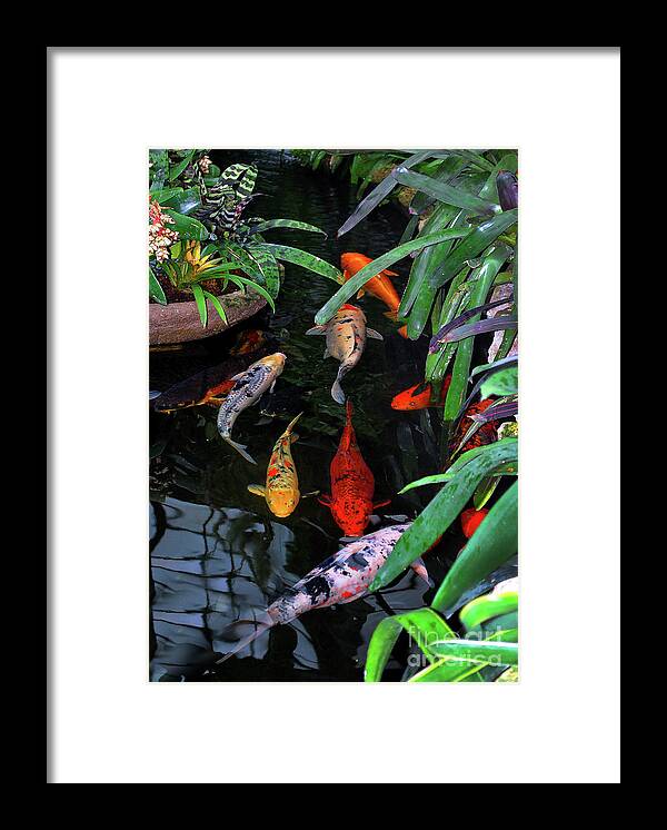 Koi Framed Print featuring the photograph Koi Pond Painting by Nancy Mueller