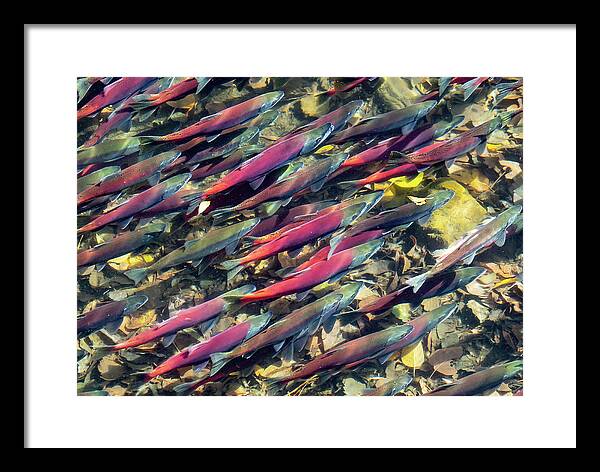 Fish Framed Print featuring the photograph Kokanee Salmon by Martin Gollery