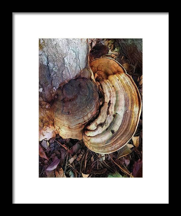 Photo Framed Print featuring the photograph Rings Of Fungi by Tim Nyberg