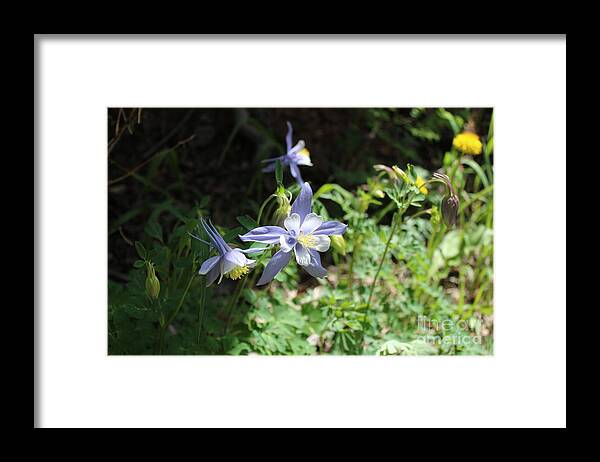 Flowers.blue Framed Print featuring the photograph La Plata Columbines by Doug Miller