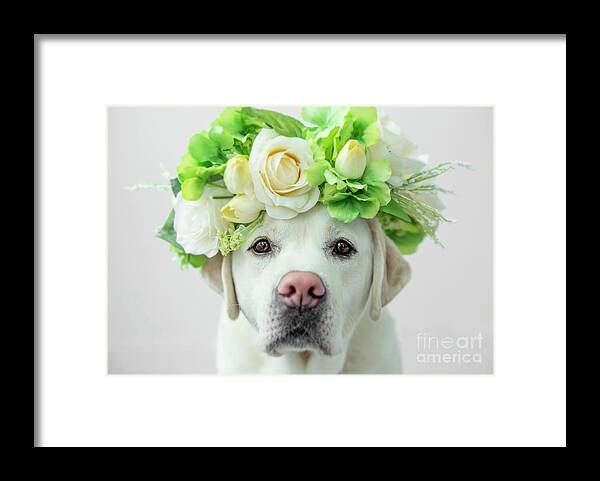 Dog Framed Print featuring the photograph Labrador Retriever with Flower Crown by Diane Diederich