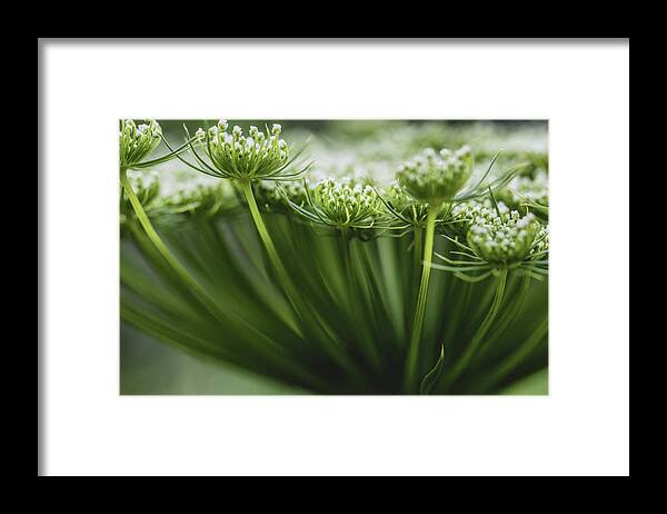 Flower Framed Print featuring the photograph Lace by Laura Roberts