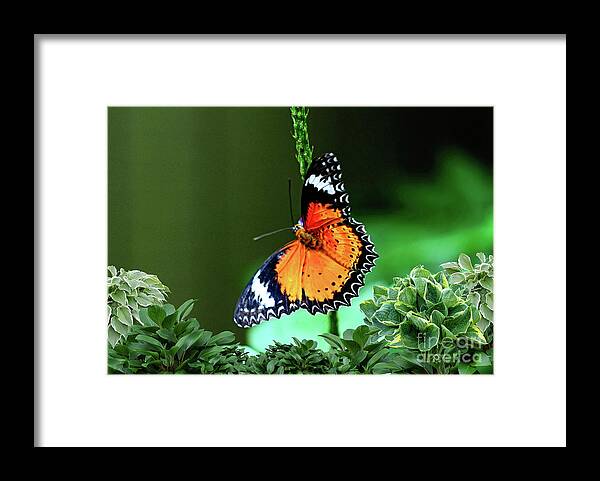 Butterfly Framed Print featuring the photograph Lacewing Butterfly by Elaine Manley