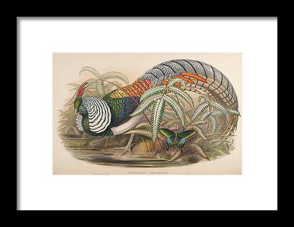 John Framed Print featuring the mixed media Lady Amherst's Pheasant by Beautiful Nature Prints
