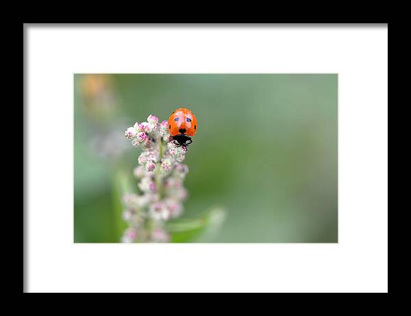 Lady Bug Framed Print featuring the photograph Lady Bug 1 by Amy Fose