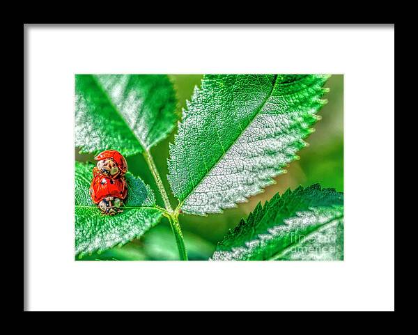 Red Framed Print featuring the photograph Lady Bug Hugs by Pamela Dunn-Parrish
