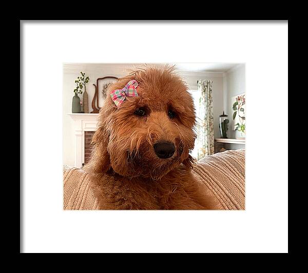 Goldendoodle Framed Print featuring the photograph Ladybird by Lee Darnell