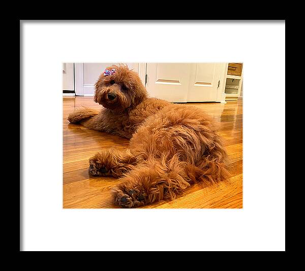Goldendoodle Framed Print featuring the photograph Ladybird Swimsuit Edition by Lee Darnell