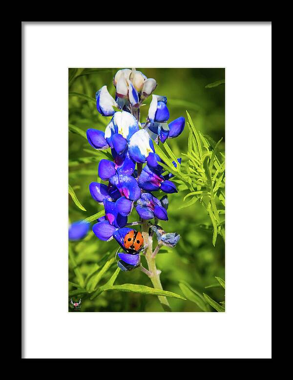 Bluebonnet Framed Print featuring the photograph Ladybug on Bluebonnet by Pam Rendall