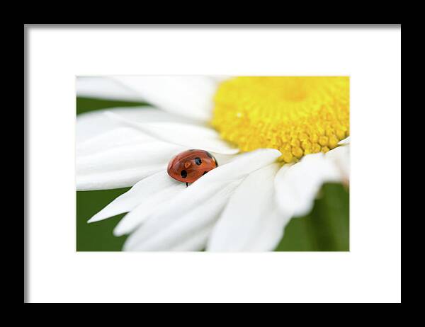 Ladybug Framed Print featuring the photograph Ladybug on white petals of a flower by Philippe Lejeanvre
