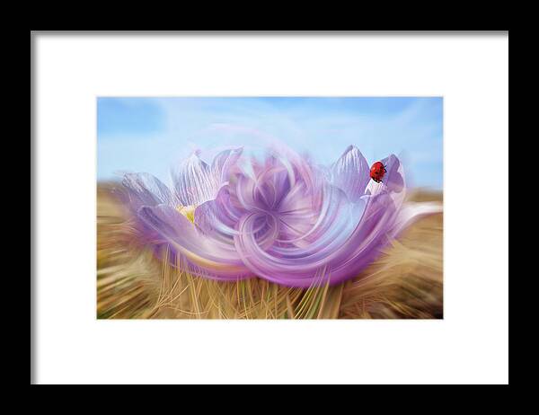 Crocus Framed Print featuring the photograph Ladybug Trippin at the Crocus Cafe - abstract rendition of ND prairie crocus with ladybug by Peter Herman