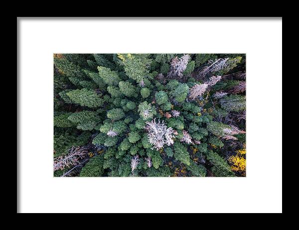 Lake Tahoe Framed Print featuring the photograph Lake Tahoe Tree Tops by Christopher Johnson