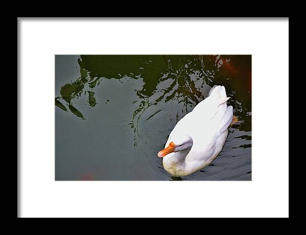 Bird Framed Print featuring the photograph Lake White by Jamart Photography