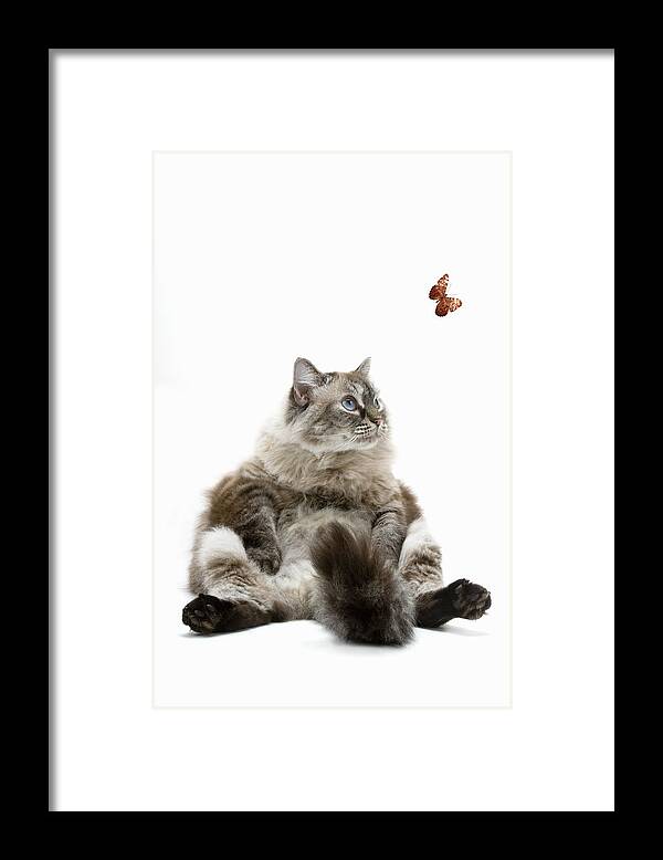 White Background Framed Print featuring the photograph Large Persian cat sitting, looking at butterfly by Gary S Chapman