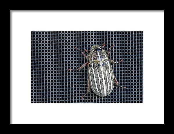 Insect Framed Print featuring the photograph Large Watermealon Beetle by David Desautel