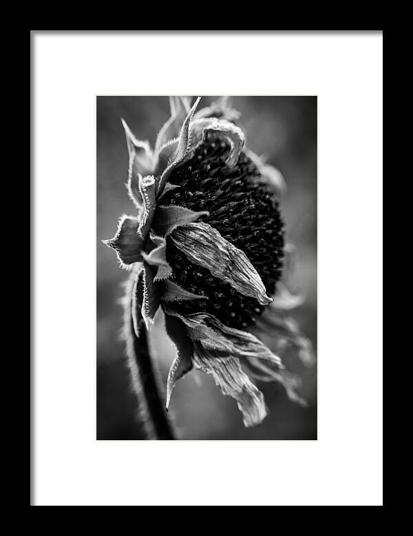Sunflower Framed Print featuring the photograph Last Days of Summer by Bonny Puckett