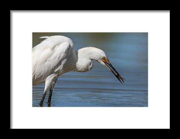 Snowy Egret Framed Print featuring the photograph Last Drop of Life. by Paul Martin