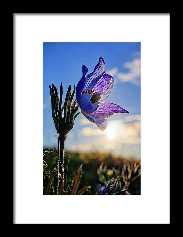 Prairie Crocus Framed Print featuring the photograph Late Bloomer - a very late-blooming prairie crocus on a ND coulee hill pasture by Peter Herman