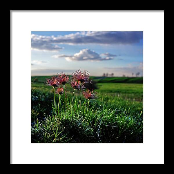 Prairie Crocus Framed Print featuring the photograph Late Bloomers - 1 of 2 - Prairie Crocus on coulee pasture hilltop after blooming by Peter Herman