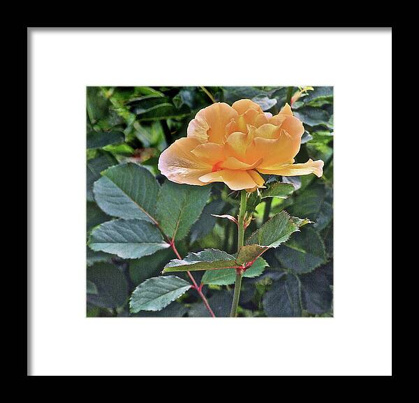 Rose Framed Print featuring the photograph Late Summer Yellow Rose by Janis Senungetuk
