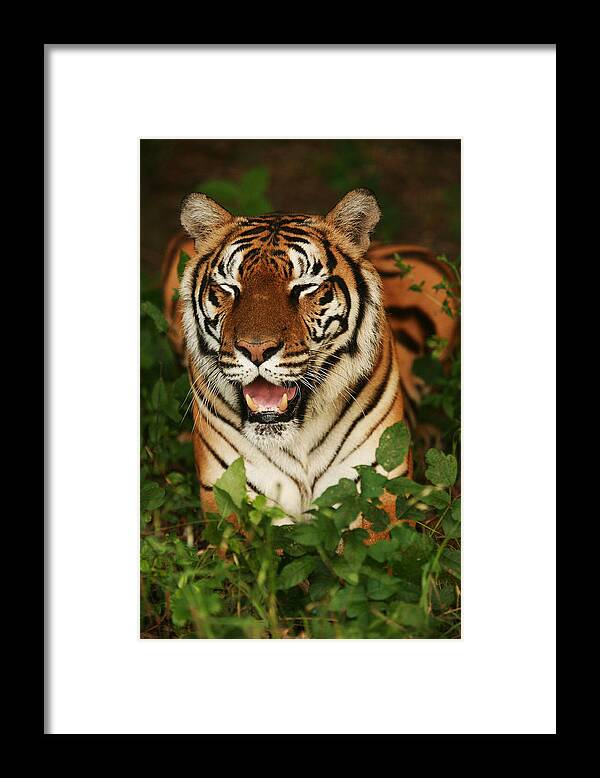 Tiger Framed Print featuring the photograph Laughing Tiger by Brad Barton