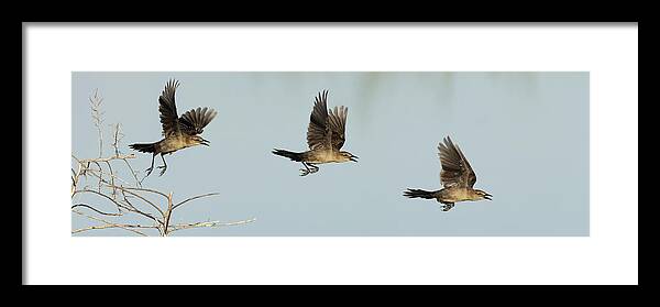 Boat-tailed Grackle Framed Print featuring the photograph Launch Sequence by RD Allen