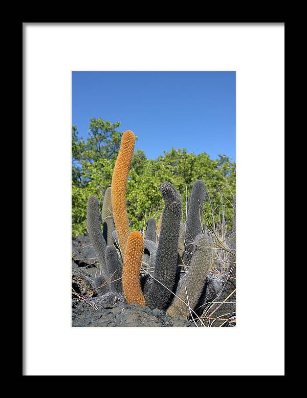 Republic Of Ecuador Framed Print featuring the photograph Lava Cactus, Brachycereus nesioticus, Punta Moreno, Isabela Island, Galapagos Islands, Ecuador by Kevin Oke
